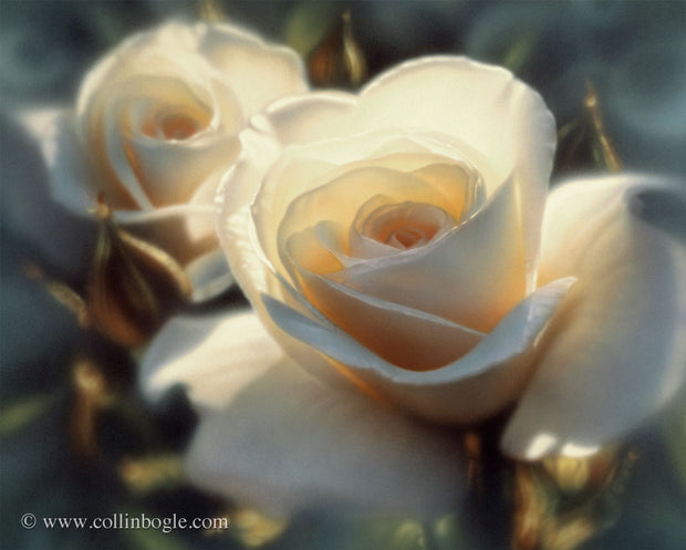 White roses painting art print by Collin Bogle.