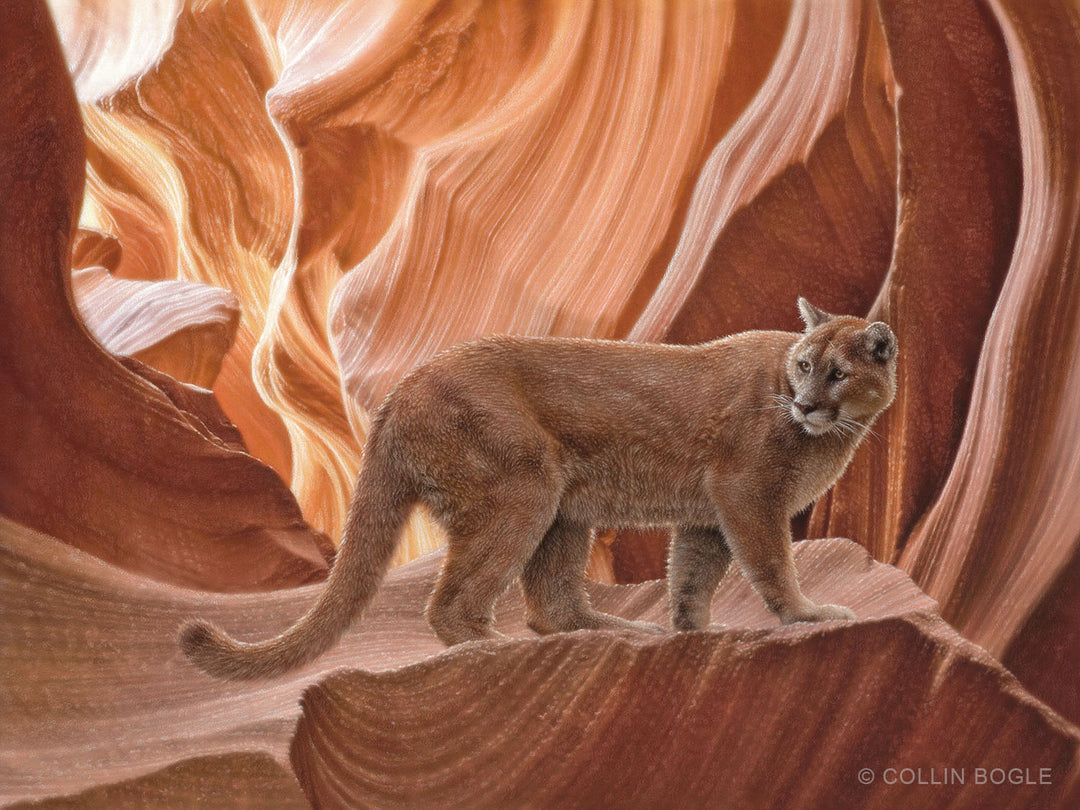 Cougar Canyon Painting Art Print by Collin Bogle