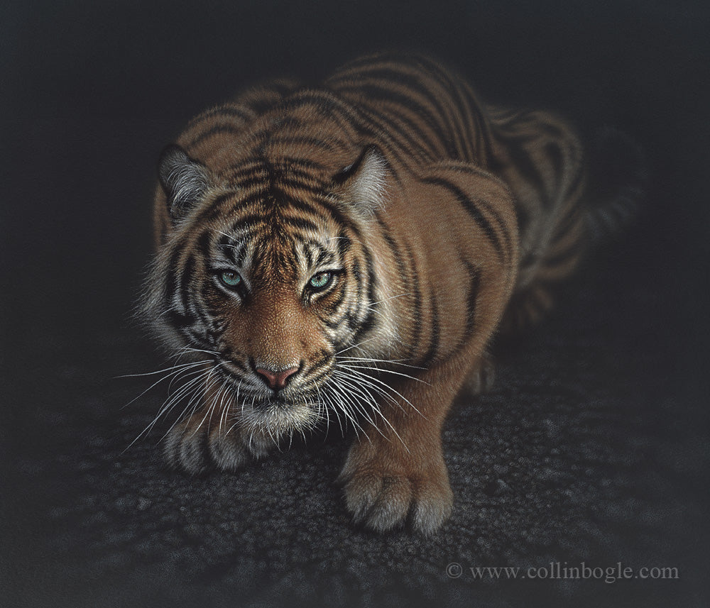 Crouching tiger painting art print by Collin Bogle.