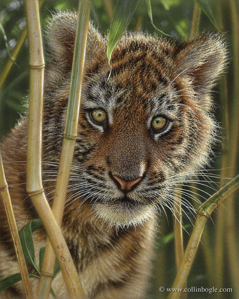 Tiger cub painting art print by Collin Bogle.