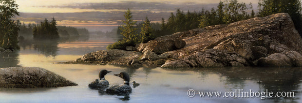 Loons in boundary waters painting art print by Collin Bogle.