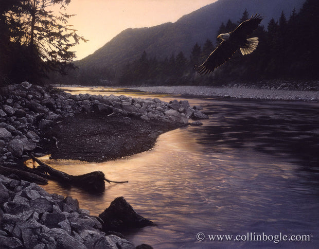 Bald eagle flying over river painting art print by Collin Bogle.