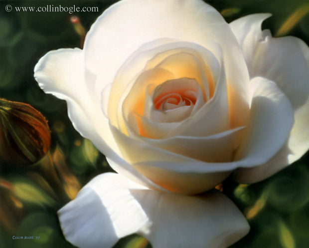 White rose painting art print by Collin Bogle.