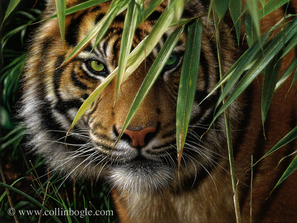 Tiger in bamboo painting art print by Collin Bogle.