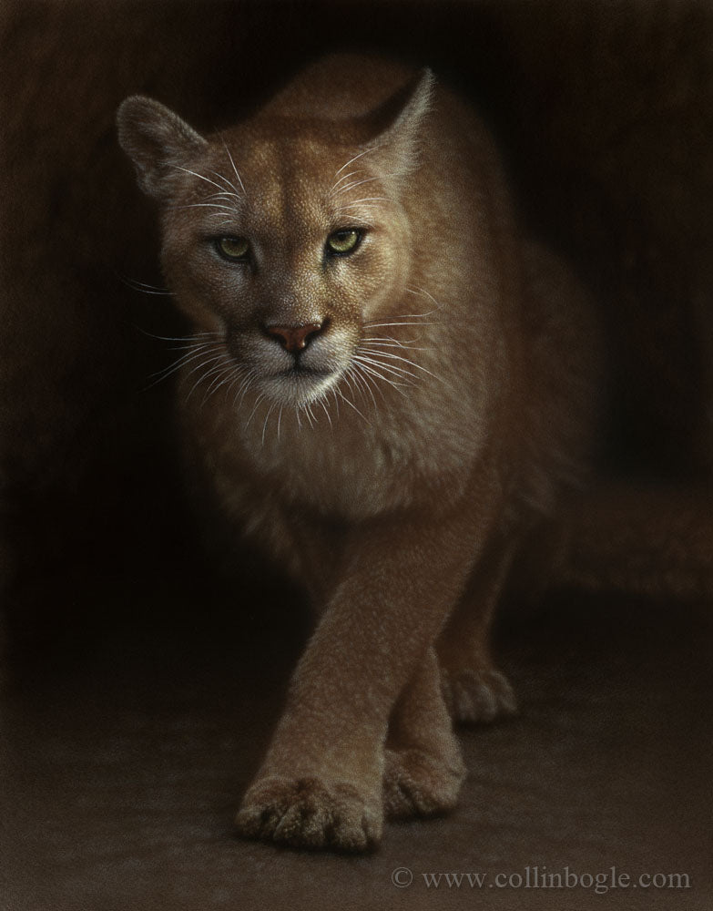 cougar prowling painting art print by Collin Bogle.