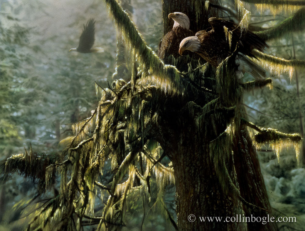 Bald eagles in moss covered tree painting art print by Collin Bogle.