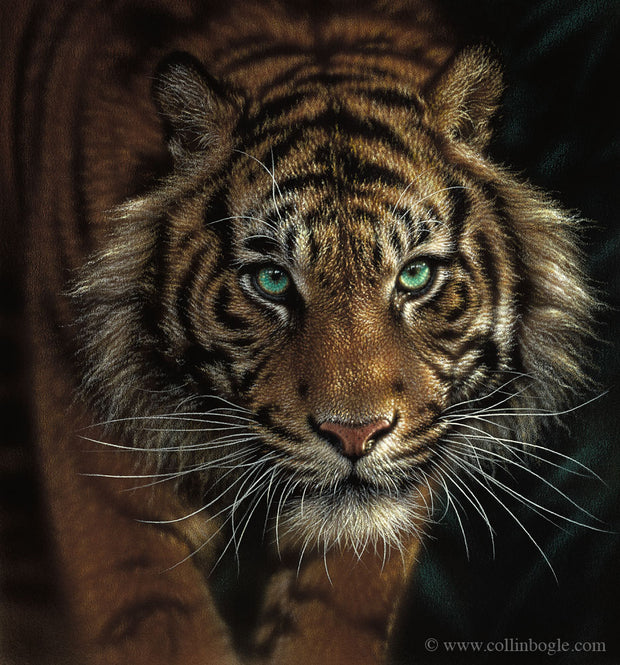 Tiger painting art print by Collin Bogle.