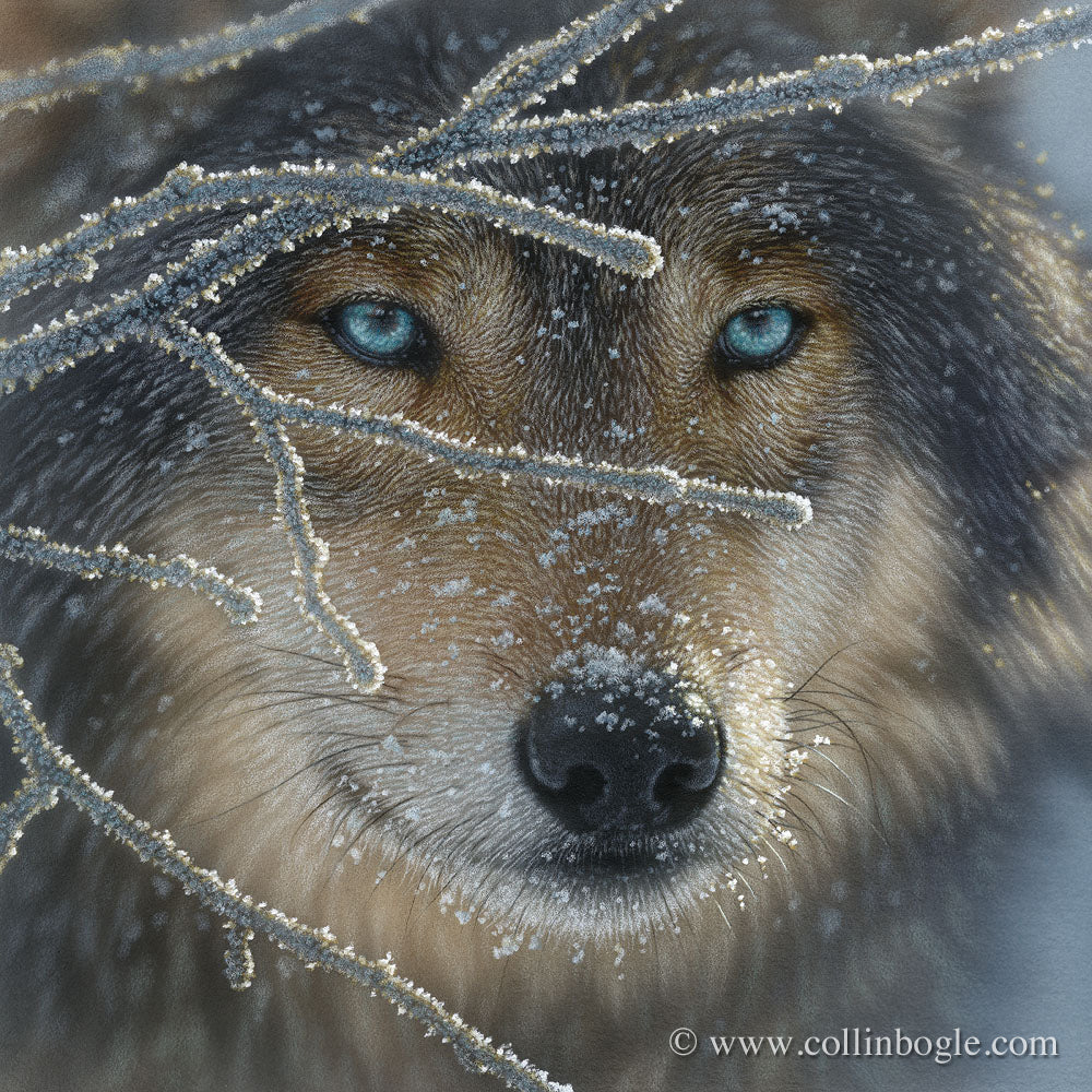 Wolf with icy branches painting art print by Collin Bogle.