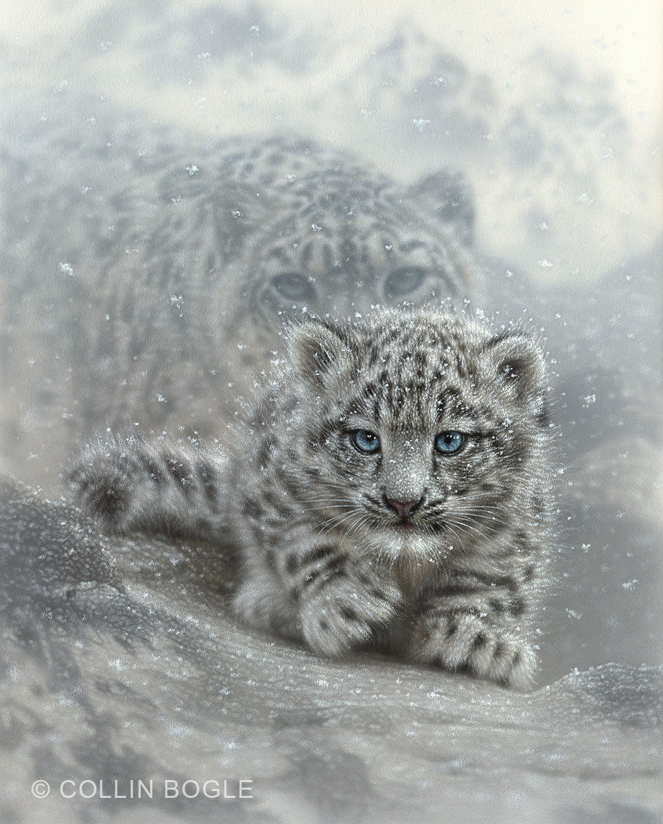 First Steps - Snow Leopard Cub Original Painting by Collin Bogle