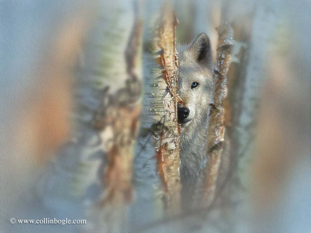 Lone white wolf in birch trees painting art print by Collin Bogle.