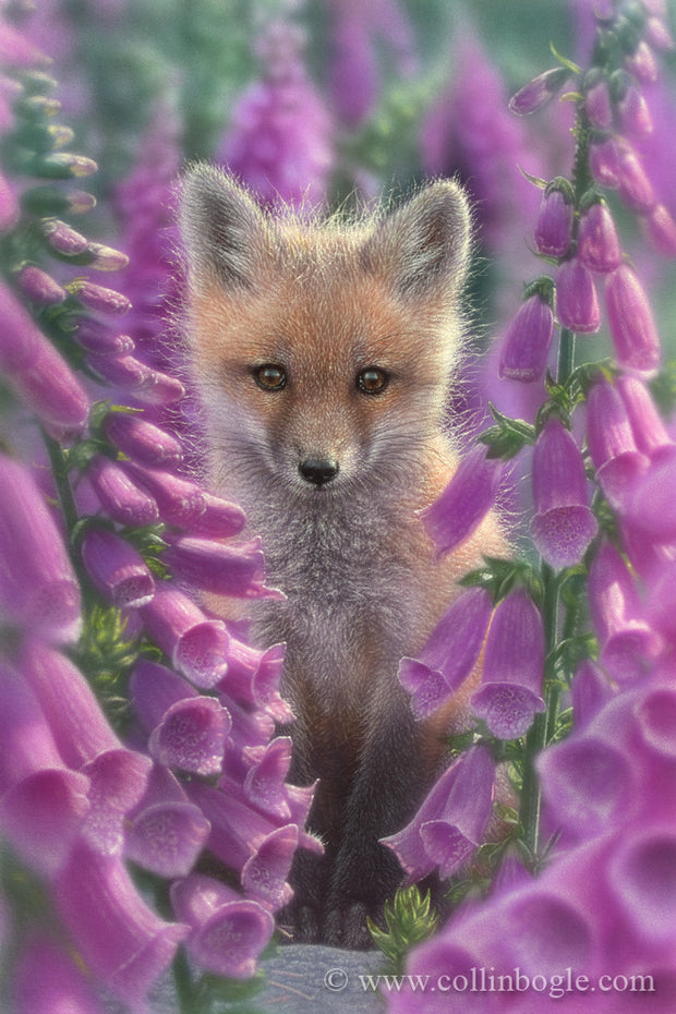 Red fox in foxglove flowers painting art print by Collin Bogle.