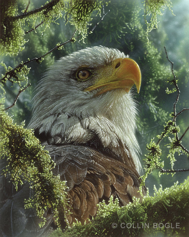 High and Mighty Bald Eagle Painting Art Print by Collin Bogle