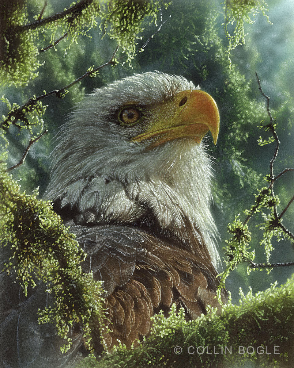 High and Mighty Bald Eagle Original Painting by Collin Bogle