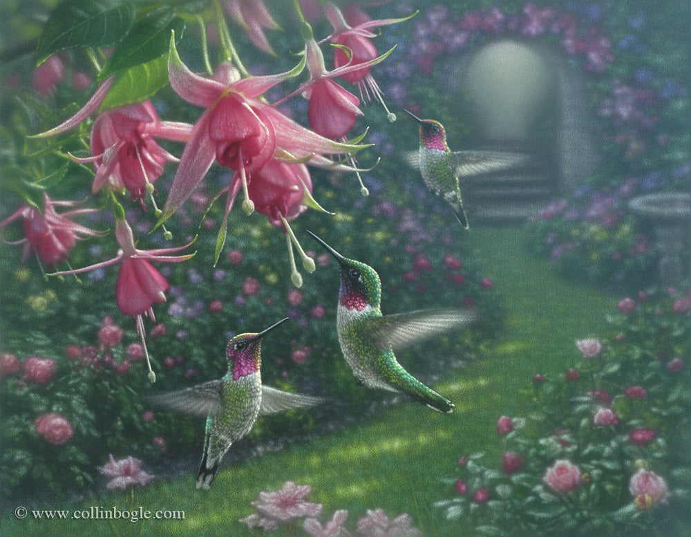 Hummingbirds with fuchsia flowers painting art print by Collin Bogle.