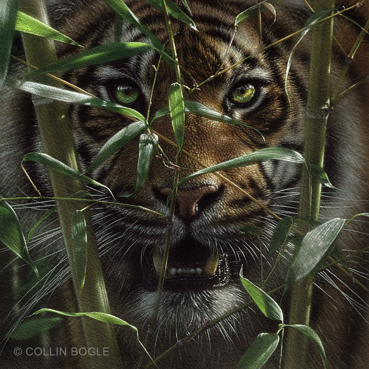 Big cat options newest 5x7oil on hardboard framed