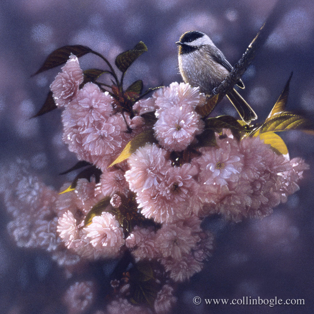Black-capped chickadee in pink spring blossoms painting art print.