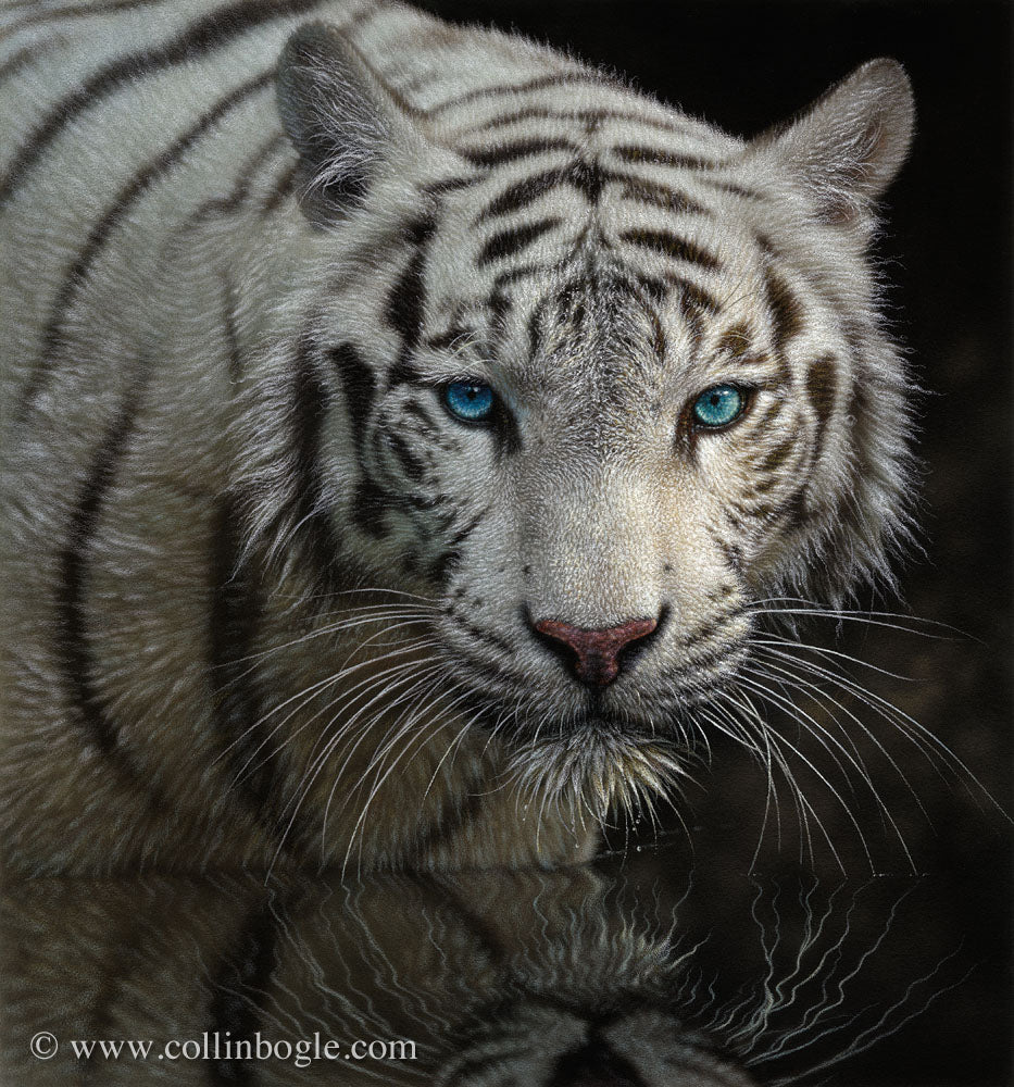 White tiger in water painting art print by Collin Bogle.