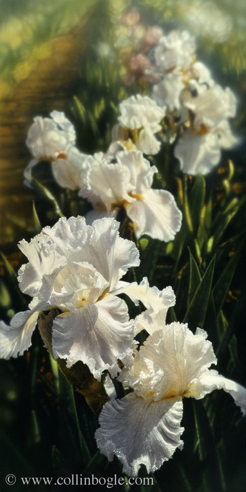White iris garden painting art print by Collin Bogle.