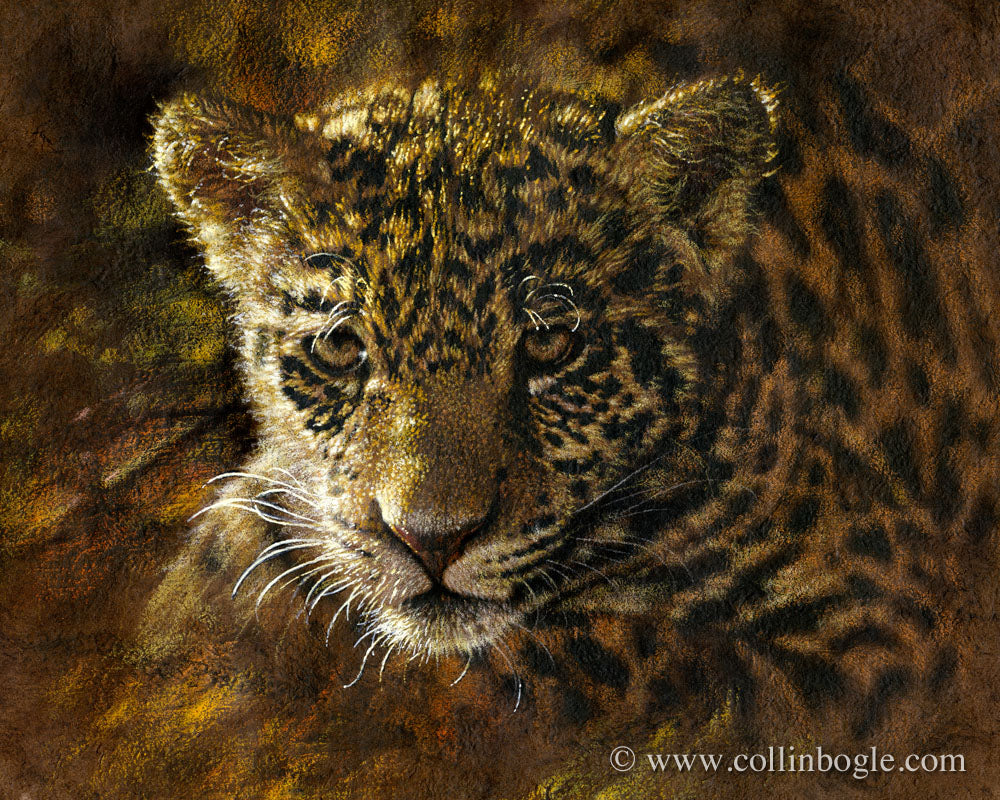 Jaguar cub painting art print by Collin Bogle.