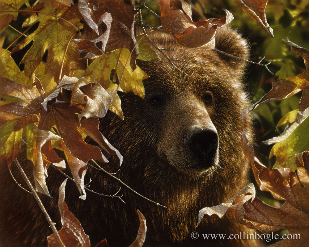 Brown bear in autumn leaves painting art print by Collin Bogle.