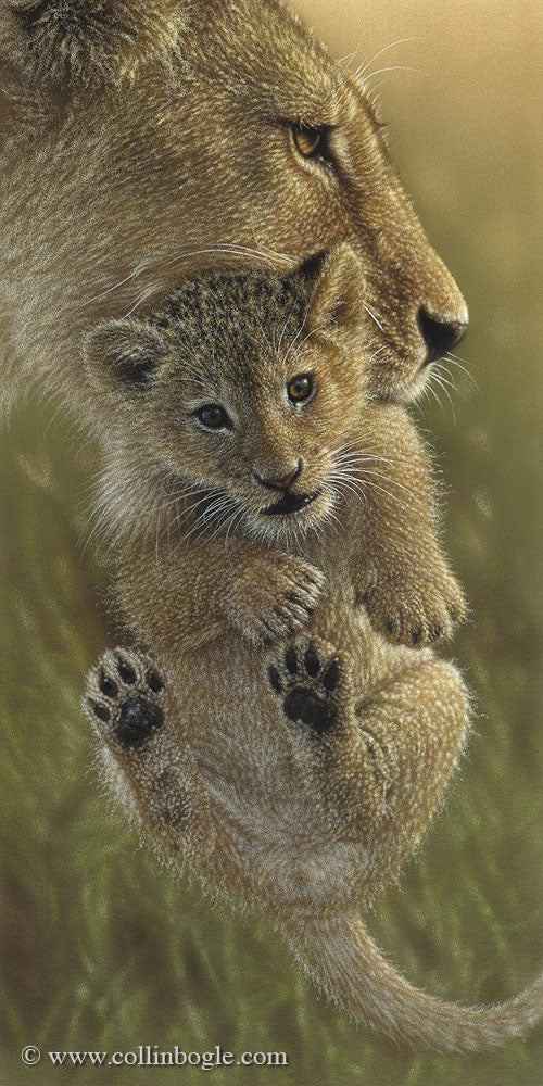 Lion cub in mother's mouth painting art print by Collin Bogle.