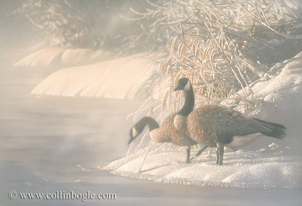 Canadian geese on frozen lake painting art print by Collin Bogle.