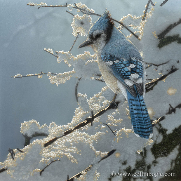 Blue jay perched on snow covered fence painting art print by Collin Bogle.
