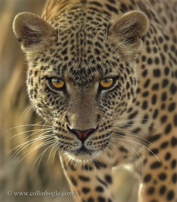 Leopard on the prowl painting art print by Collin Bogle.