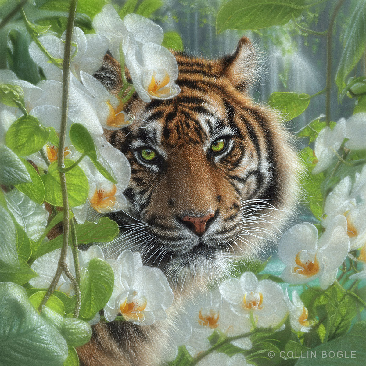 Sheltered - White Tiger Cub Painting, Hand Signed Tiger Art Print by Collin  Bogle – Collin Bogle Nature Art