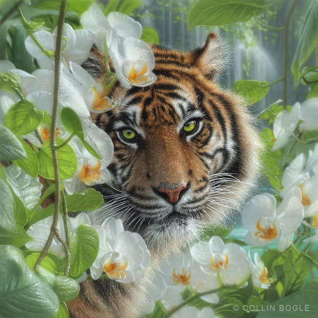 Orchid Haven - Tiger Painting Art Print by Collin Bogle.