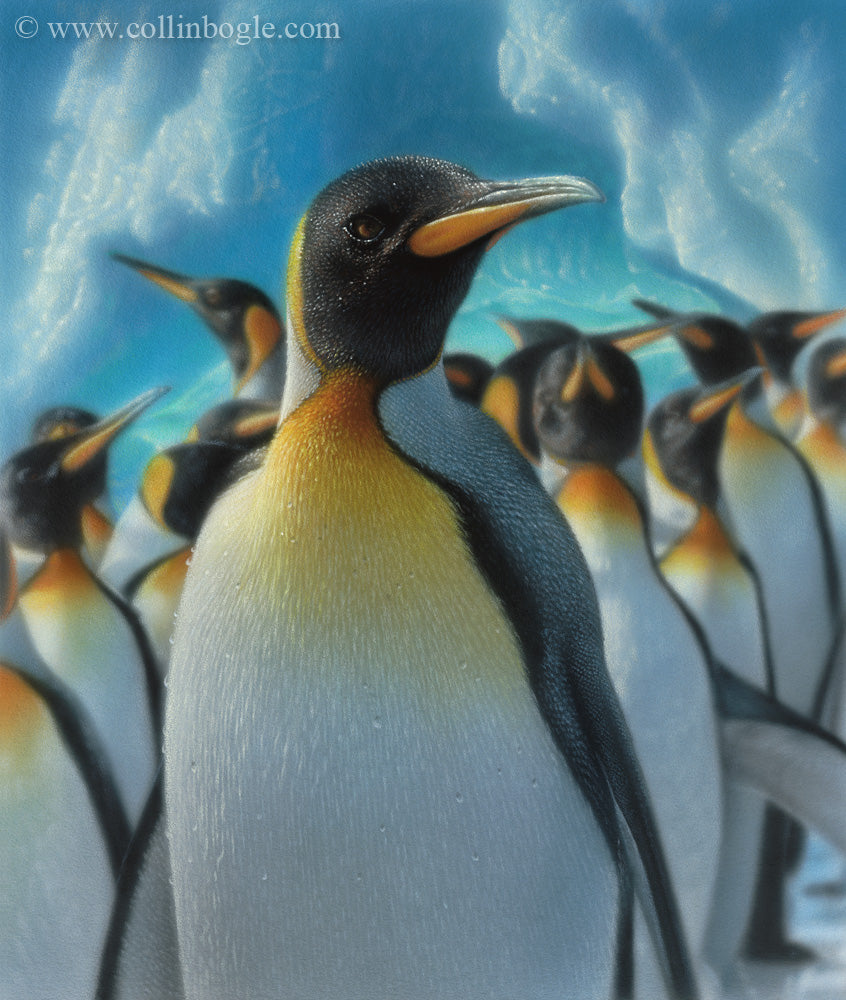 King penguins with ice bergs painting art print by Collin Bogle.