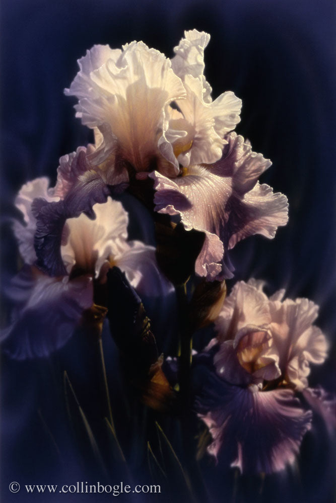 Iris painting art print by Collin Bogle.
