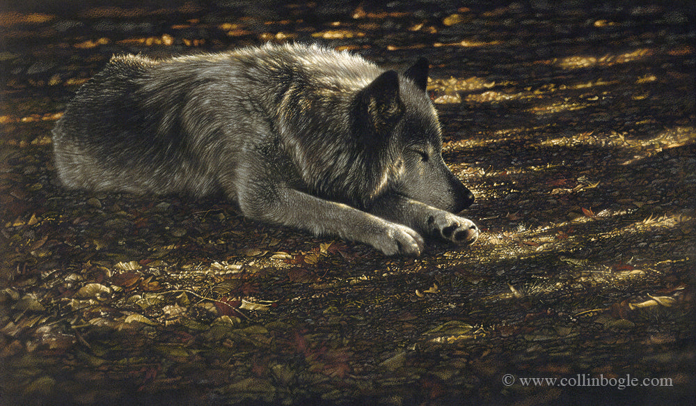 Resting wolf painting art print by Collin Bogle.