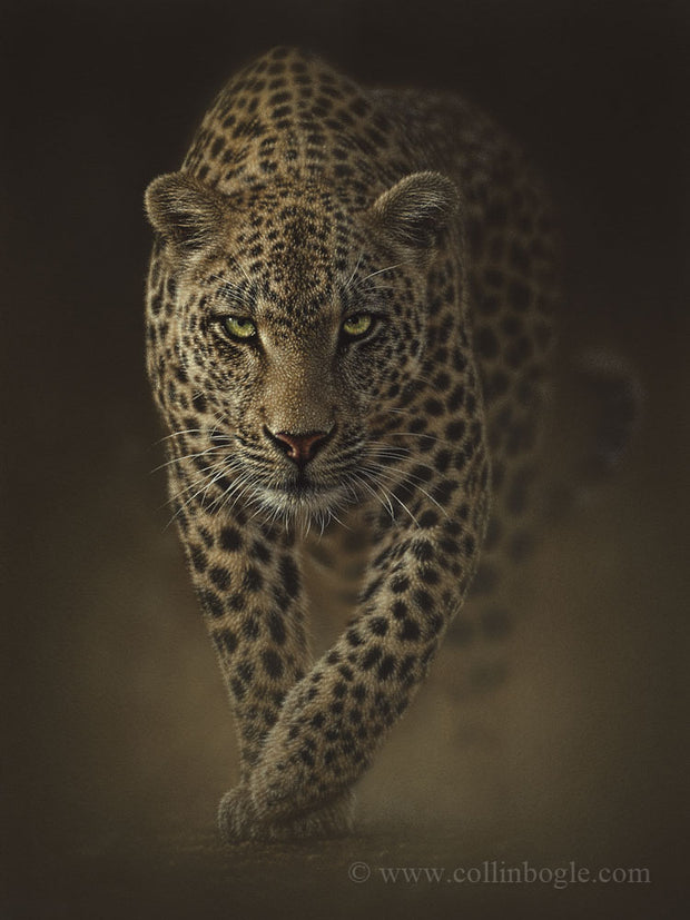 A leopard on the prowl painting art print by Collin Bogle.