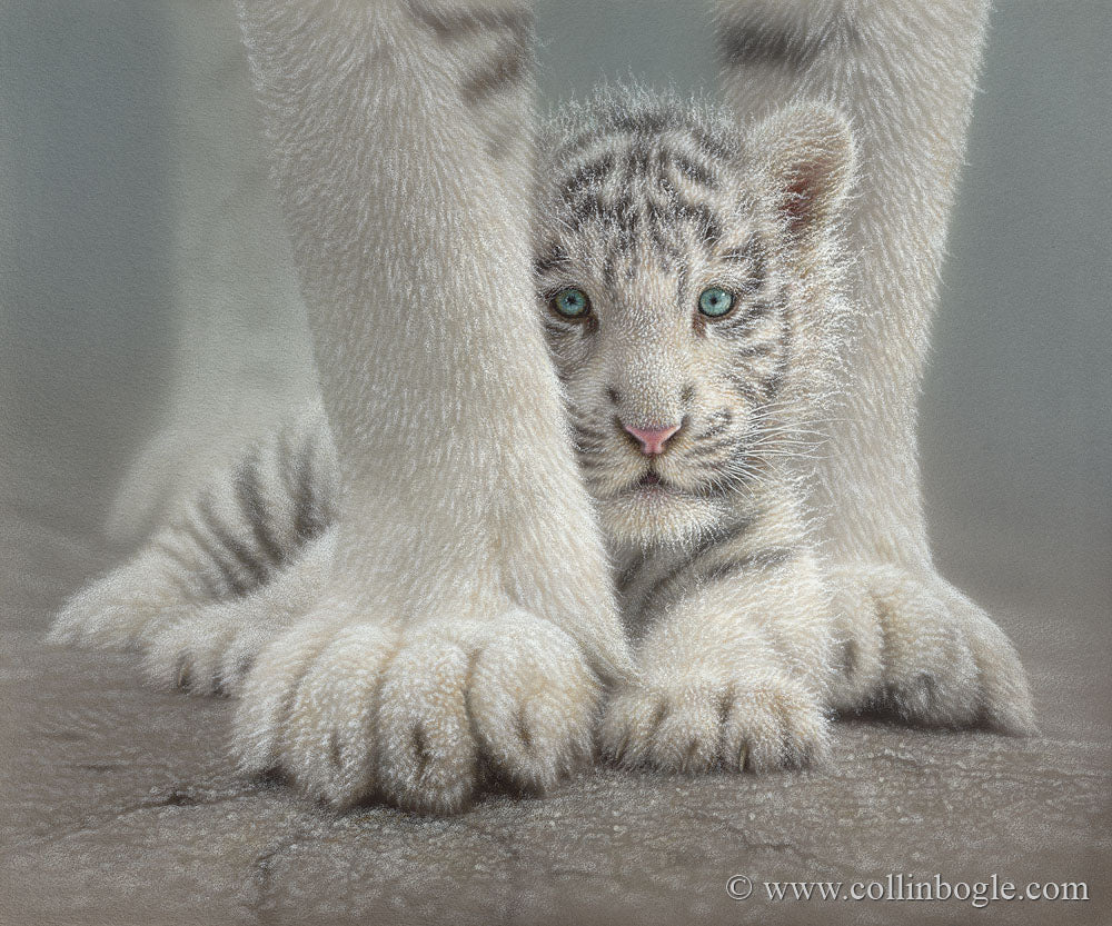 White tiger cub between mothers paws painting art print by Collin Bogle.