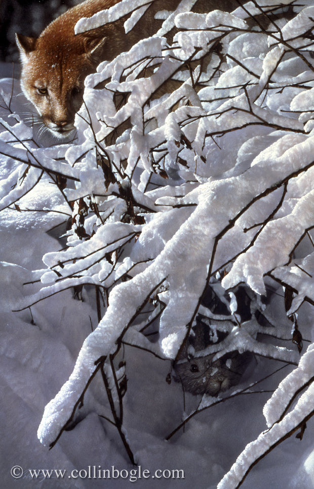 Cougar behind snow covered branches painting art print by Collin Bogle.