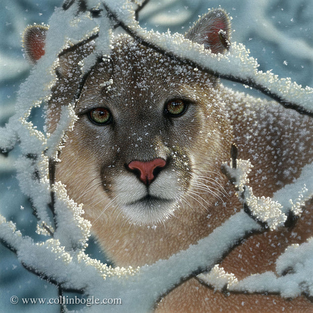 Cougar behind snow covered branches painting art print by Collin Bogle.