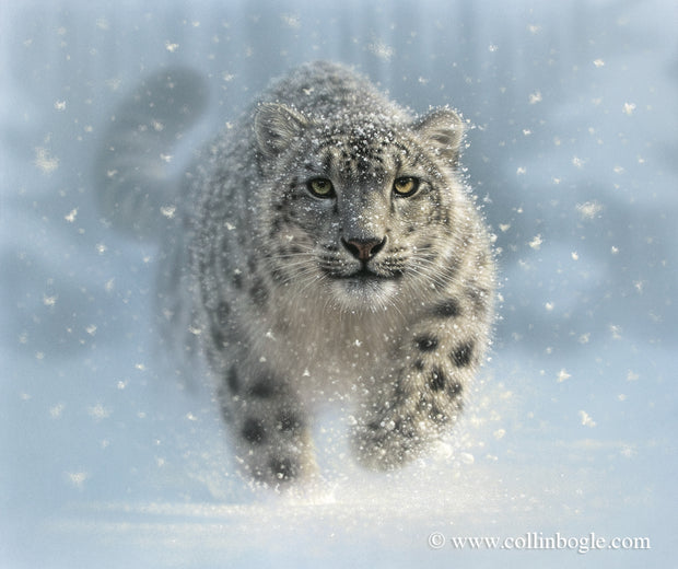 Snow leopard painting art print by Collin Bogle.