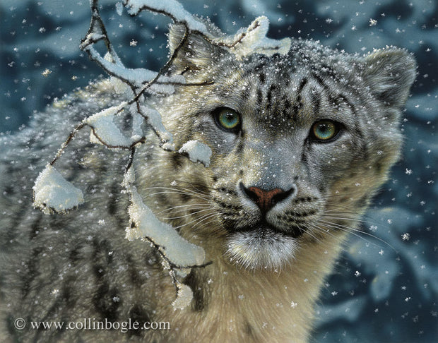 Snow leopard painting art print by Collin Bogle.