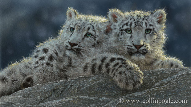 Snow leopard cubs painting art print by Collin Bogle.