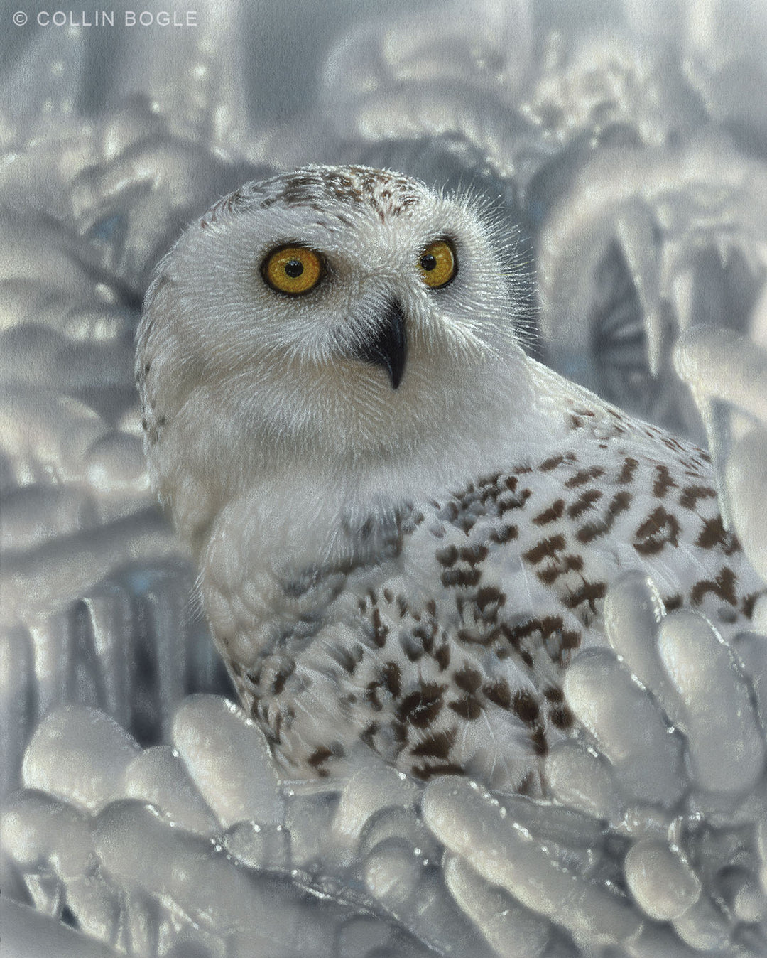 Snowy Owl Sanctuary Painting Art Print by Collin Bogle