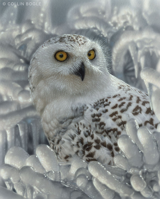 Snowy Owl Sanctuary Art Print Painting by Collin Bogle.