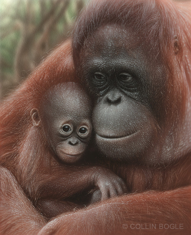 Snuggled - Orangutan Original Painting