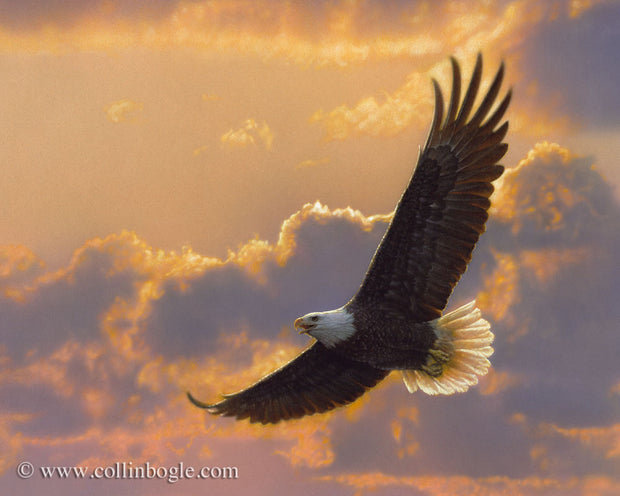 Bald eagle flying with sunset painting art print by Collin Bogle.