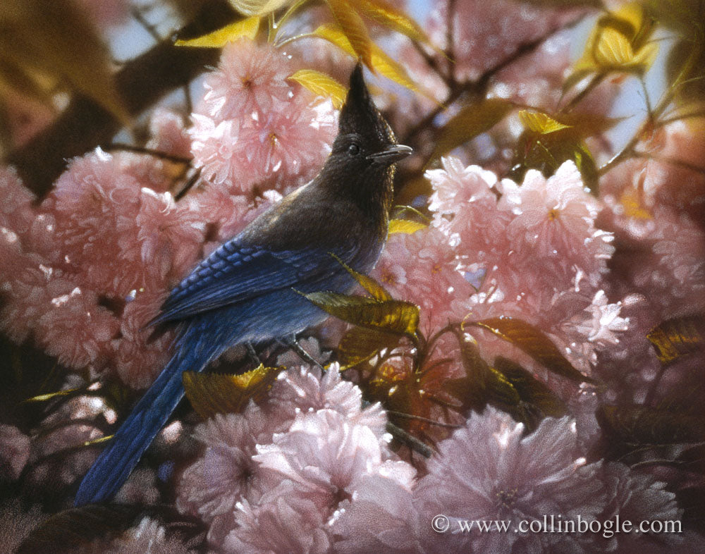 Steller's Jay in spring blossoms painting art print by Collin Bogle.