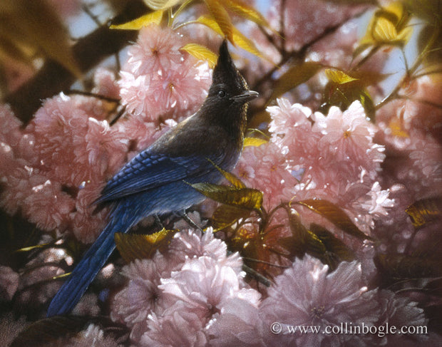 Steller's Jay in spring blossoms painting art print by Collin Bogle.