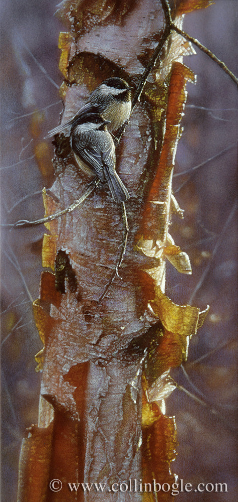 Black-capped chickadees painting art print by Collin Bogle.