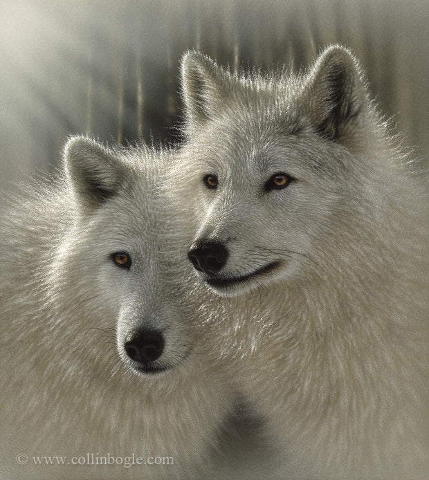 A pair of white wolves painting art print by Collin Bogle.