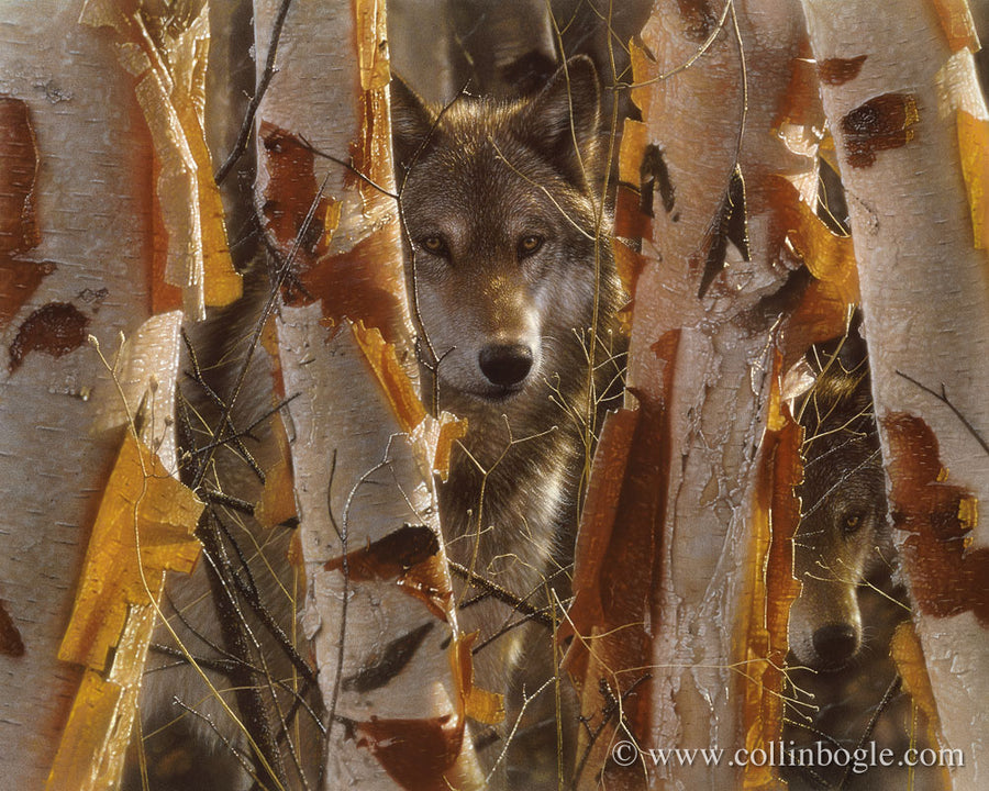 Collin Bogle Wolves Wolf Art Prints, Wolf Paintings, Wolves Artist Collin Bogle – Collin ...