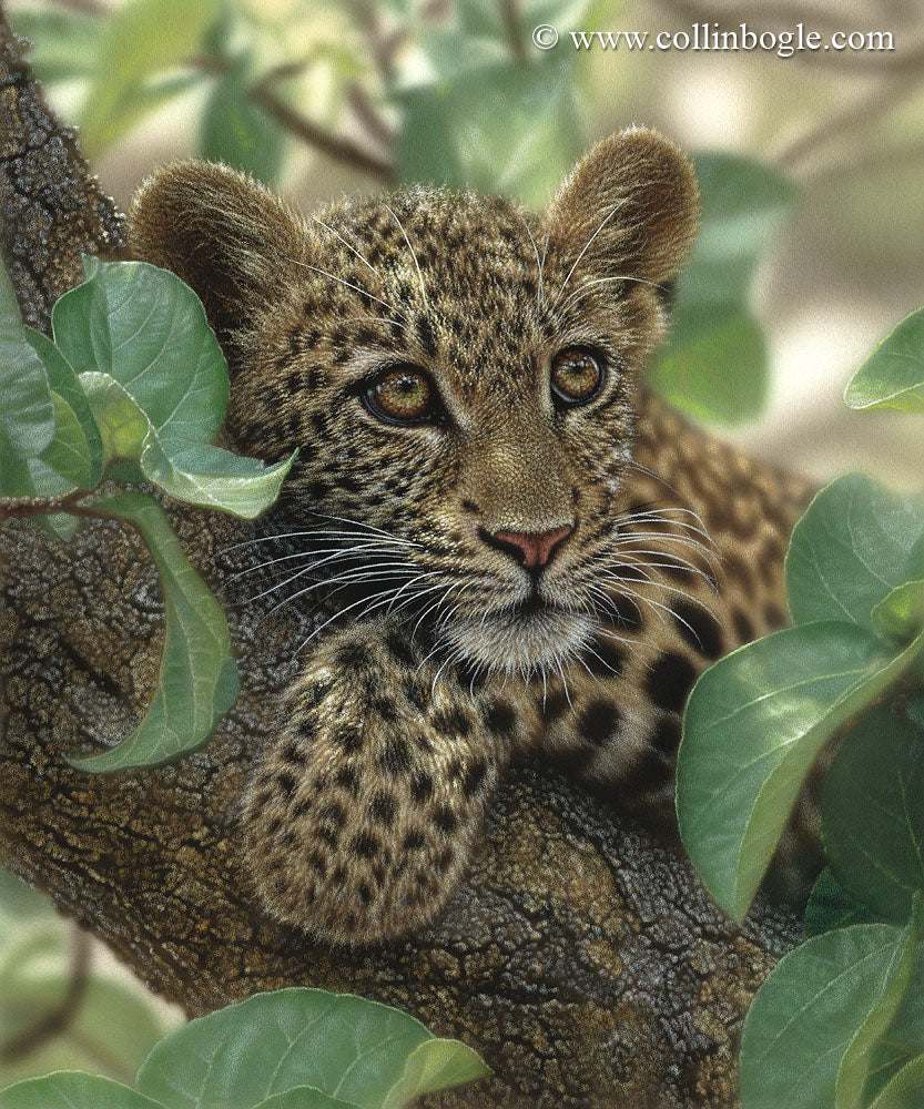 Tree Hugger - Leopard Cub